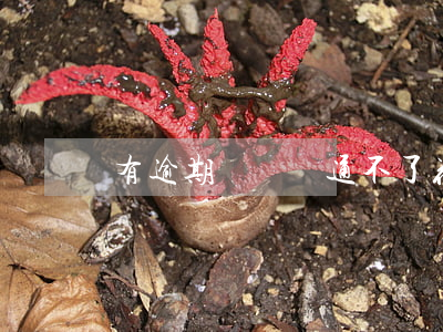有逾期記錄開通不了花唄(看花唄有沒有逾期記錄)