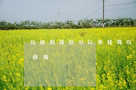 有逾期貸款可以車貸嗎(有逾期買車貸款能通過嗎)