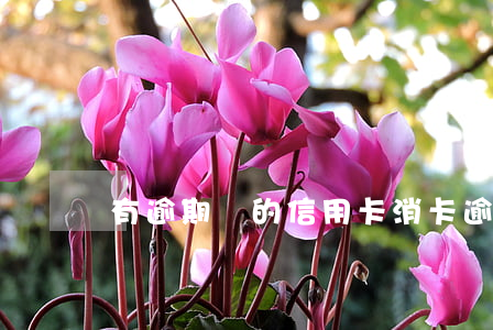 有逾期過的信用卡消卡(逾期注銷信用卡)