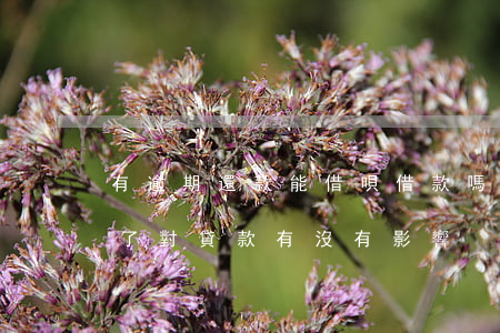 有逾期還款能借唄借款嗎(借唄逾期過但是還了對貸款有沒有影響)