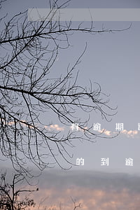 有逾期還款顯示征信嗎(逾期還款了征信還查的到逾期嗎)
