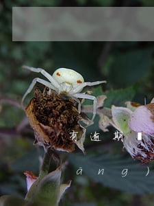 有逾期還能下款的網(wǎng)貸(當(dāng)前有逾期還可以借的網(wǎng)貸有沒有?)