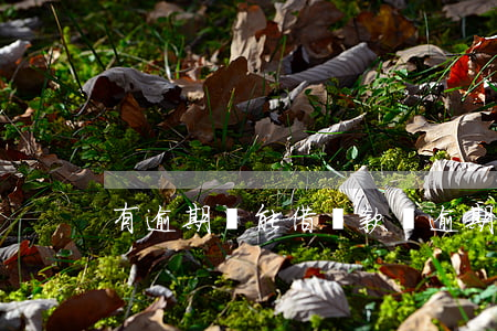 有逾期還能借貸款嗎(逾期還款還能借嗎)