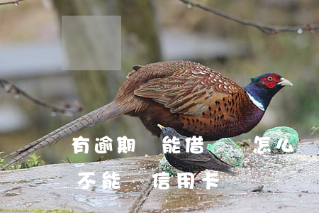 有逾期還能借錢嗎怎么辦信用卡 有逾期還能不能辦信用卡