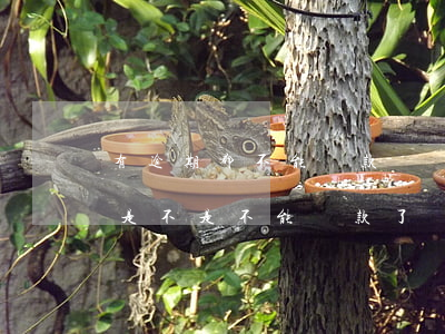有逾期都不能貸款嗎(當(dāng)前逾期是不是不能貸款了)