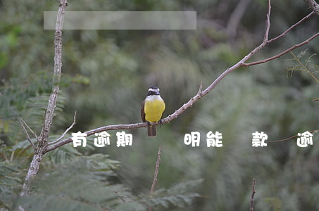 有逾期開證明能貸款嗎(逾期還款證明怎么開)