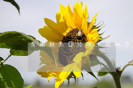 有逾期黑戶信用卡能批下來(lái)嗎