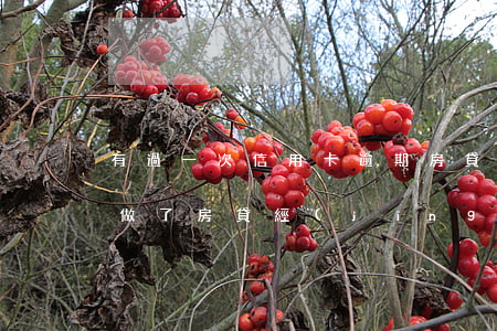 有過一次信用卡逾期房貸嗎(6次信用卡逾期做了房貸經(jīng)歷)