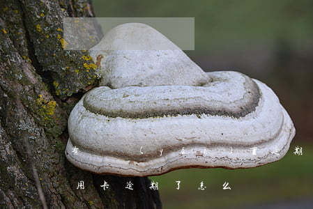 有過嚴(yán)重逾期怎么辦信用卡(我信用卡逾期了怎么辦)