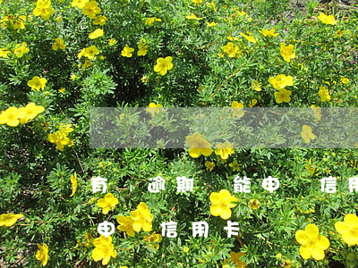 有過逾期還能申請信用卡嗎(有過逾期還可以申請信用卡嗎)