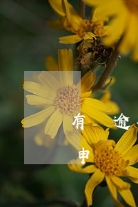 有過逾期還能辦信用卡嗎（逾期過信用卡還能申請嗎）