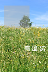 有違法記錄的人可以作名譽會長嗎