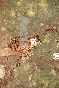 有遺囑怎么辦理繼承權(quán)公證(有遺囑怎么辦理繼承權(quán)公證)