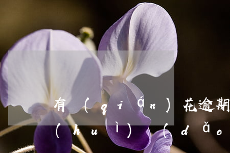 有錢(qián)花逾期會(huì)不會(huì)導(dǎo)致微粒貸降額