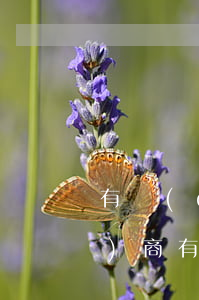 有錢(qián)花逾期能不能協(xié)商(有錢(qián)花逾期可以申請(qǐng)延期嗎)