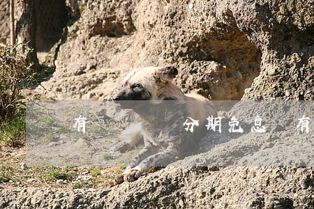 有錢會選擇分期免息嗎(有錢人會分期買東西嗎)