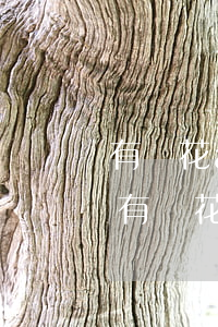 有錢花app逾期多久會(huì)上征信(有錢花逾期多久上征信?)
