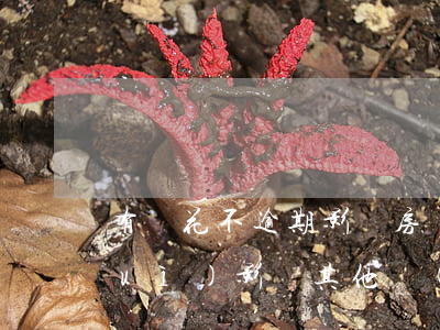 有錢花不逾期影響房貸嗎(有錢花逾期會(huì)影響其他網(wǎng)貸的使用嗎)