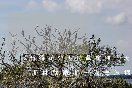 有錢花分期付款逾期一天會怎樣-有錢花分期付款逾期一天會怎樣處理