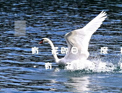 有錢花即日起額度將在還款后恢復(fù)-有錢花即日起額度將在還款后恢復(fù)嗎