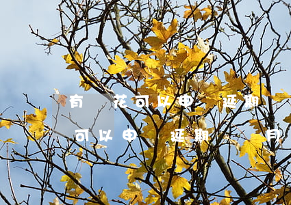 有錢花可以申請延期幾個月還款嗎-有錢花可以申請延期幾個月還款嗎