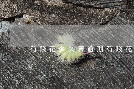 有錢花多久算逾期（有錢花多久顯示逾期）