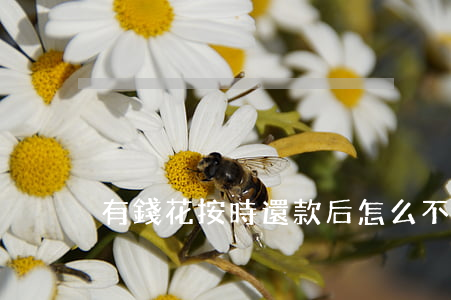 有錢花按時還款后怎么不能借了-