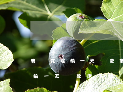有錢花提前一天還款借不出來了-有錢花提前一天還款借不出來了怎么辦