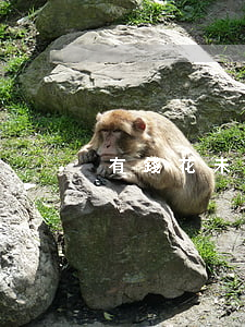 有錢花未逾期協(xié)商還款