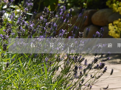 有錢花欠了一萬元逾期兩年(有錢花欠2萬一年)