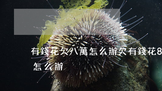 有錢花欠八萬怎么辦(欠有錢花8萬還不起了怎么辦)