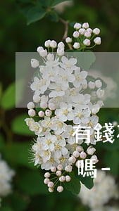 有錢花沒逾期可以協(xié)商二次分期嗎-有錢花沒逾期可以協(xié)商二次分期嗎怎么還款