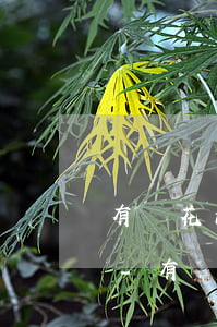 有錢花浦發(fā)銀行信貸提前還款失敗-有錢花浦發(fā)銀行信貸提前還款失敗怎么辦