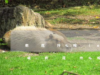 有錢花為什么按時(shí)還款還降額度呢-有錢花為什么按時(shí)還款還降額度呢怎么回事