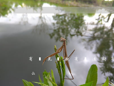 有錢花貸款有誰逾期(有錢花嚴重逾期會起訴么)