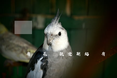 有錢花貸款逾期起訴(有錢花貸款逾期起訴)