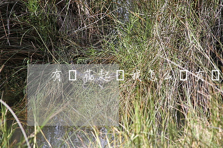 有錢花起訴我怎么辦(有錢花被起訴的有沒有)