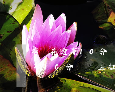 有錢花逾期10分鐘會上征信嗎-有錢花逾期10分鐘會上征信嗎
