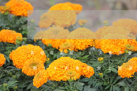 有錢花逾期10天會不會上征信-有錢花逾期10天會不會上征信記錄