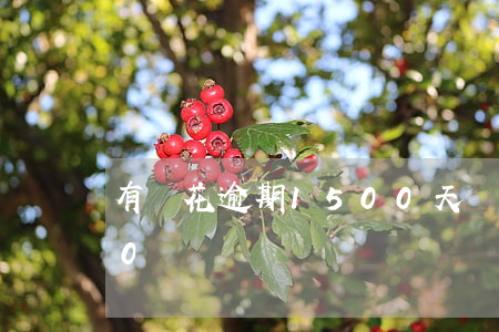 有錢花逾期1500天嗎(有錢花逾期1000塊)