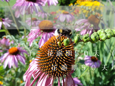 有錢花逾期50天會(huì)怎么樣，警惕！有錢花逾期50天可能帶來的嚴(yán)重后果