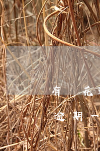 有錢花逾期一天會要求全部還款嗎-有錢花逾期一天會要求全部還款嗎是真的嗎
