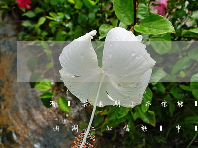 有錢花逾期上征信能夠申訴成功嗎-有錢花逾期上征信能夠申訴成功嗎安全嗎