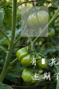 有錢花逾期了怎么和工作人員商量-有錢花逾期了怎么和工作人員商量還款
