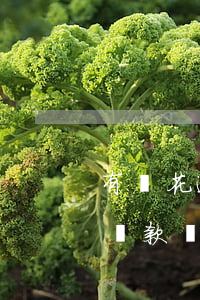 有錢花逾期可以借嗎-有錢花逾期影響銀行貸款嗎