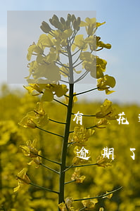 有錢花逾期可以協(xié)商么-有錢花逾期了
