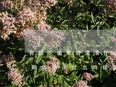 有錢花逾期后還清 什么時候能貸-有錢花逾期后還清 什么時候能貸款