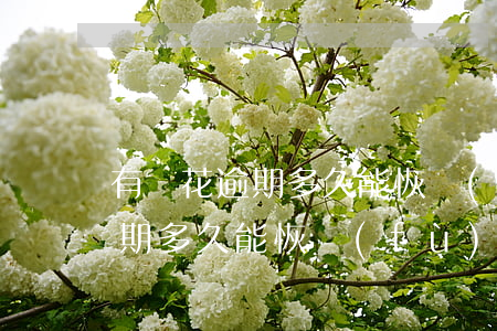 有錢花逾期多久能恢復(fù)-有錢花逾期多久能恢復(fù)征信