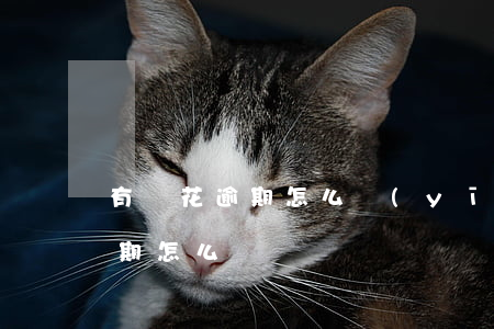 有錢花逾期怎么應(yīng)付(有錢花逾期怎么樣)