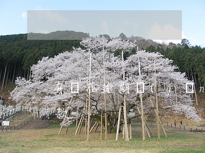 有錢花逾期應(yīng)訴(有錢花逾期催款)